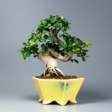 【花果植物】小葉牛港刺 小品盆景 居家擺設
