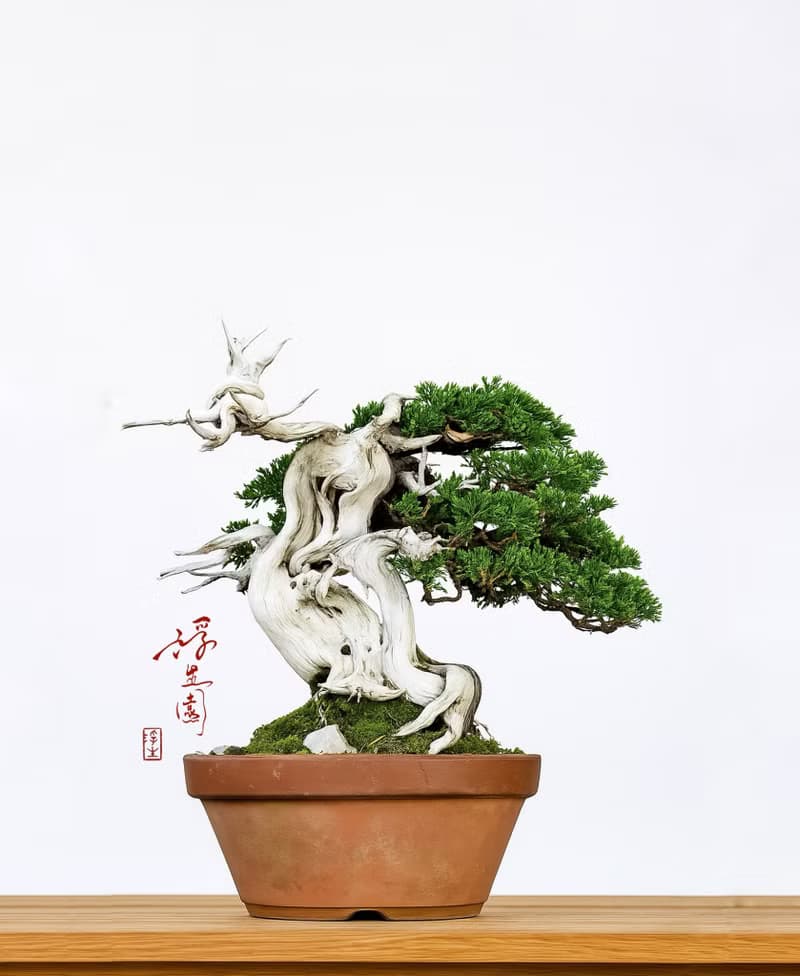 精品盆栽・日本進口山採宮阪系魚川真柏