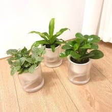 植栽 室內盆栽 貓咪友善植物 三盆植物組合