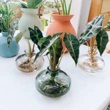 水培植栽│黑葉觀音蓮_室內植物 辦公室盆栽 店內擺設 送禮