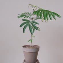 小豆樹-大盆