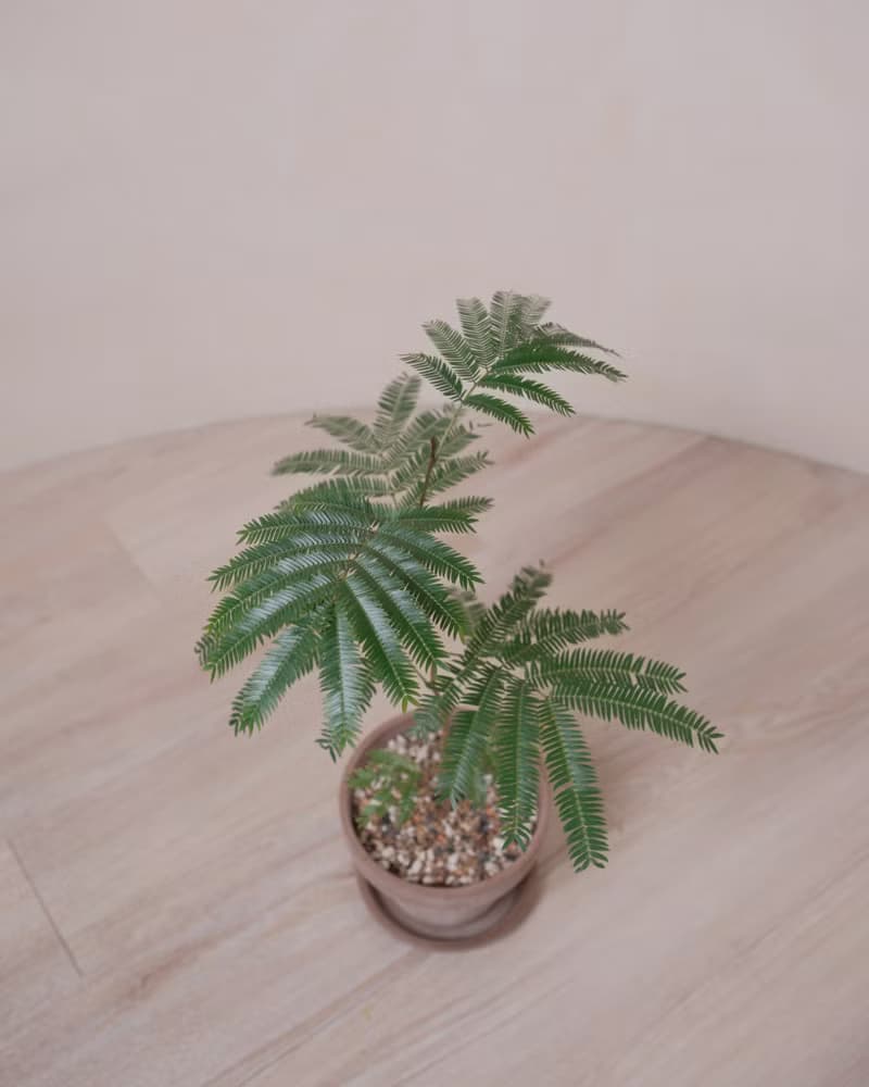 日本小豆樹