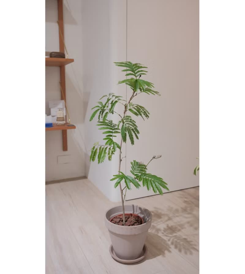 日本小豆樹