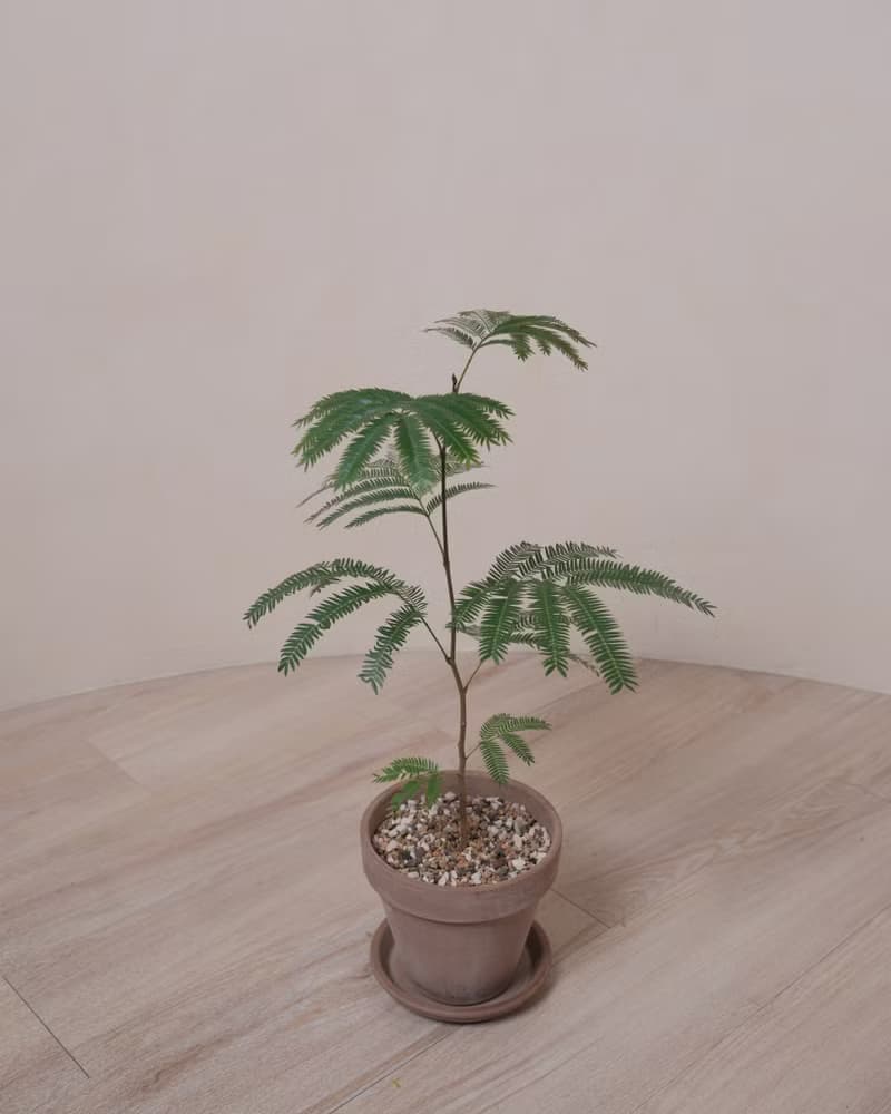日本小豆樹