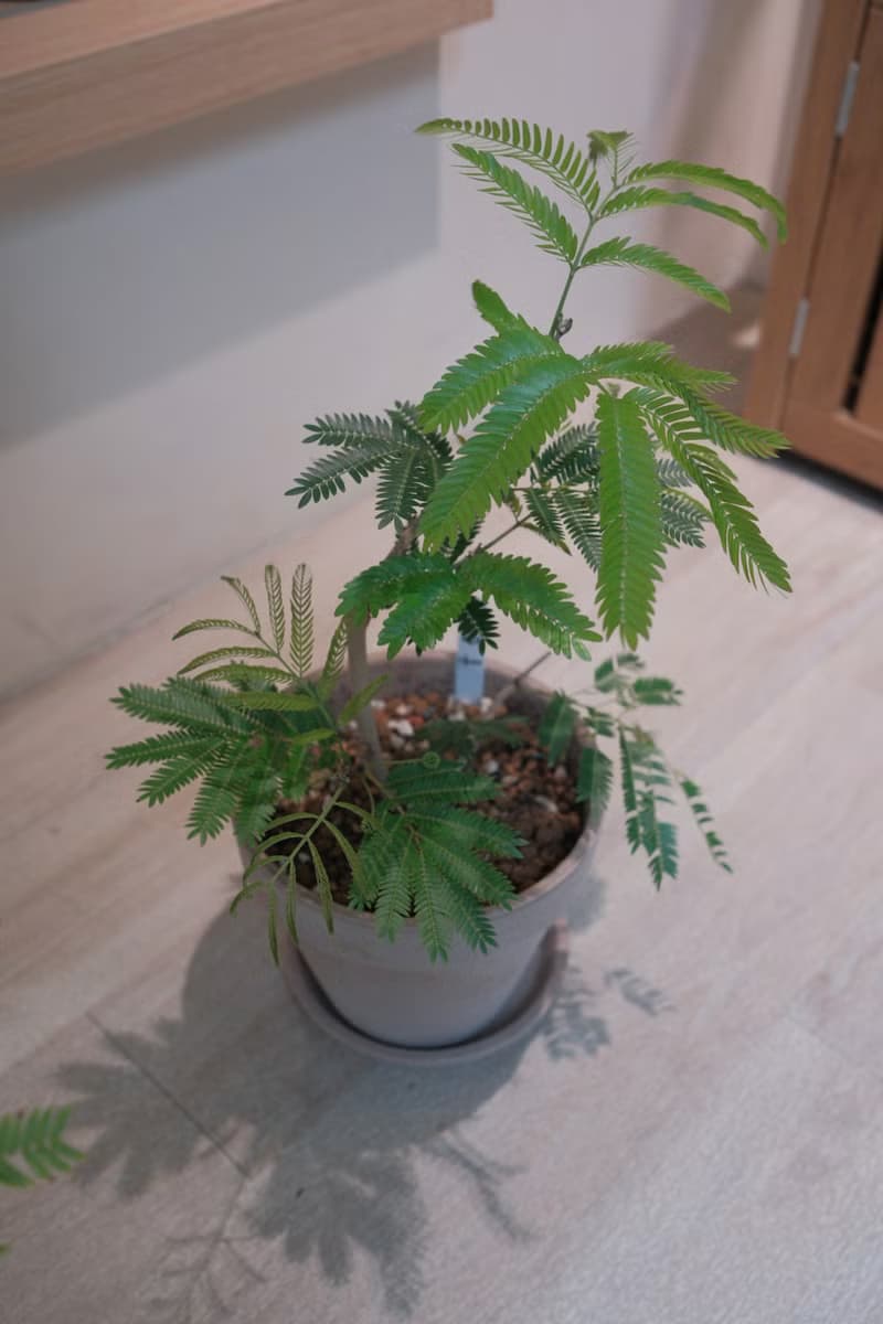 日本小豆樹