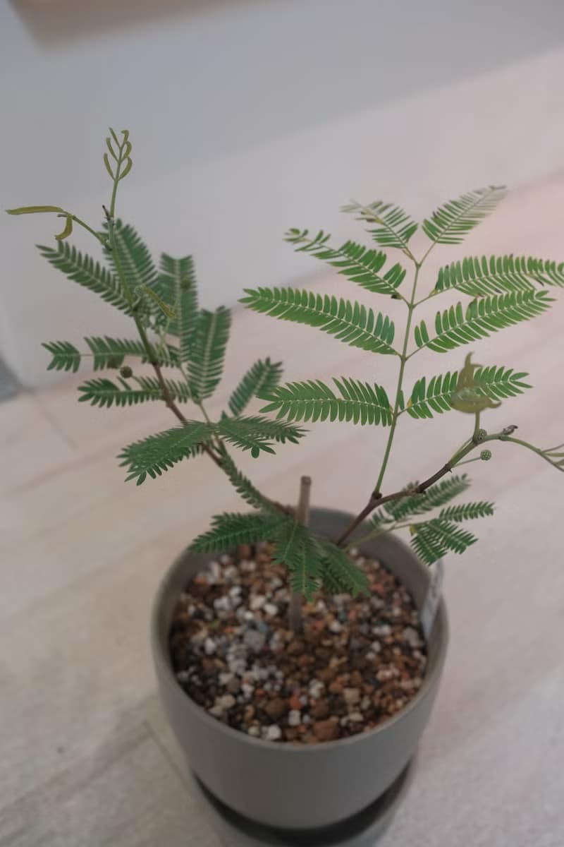 日本小豆樹