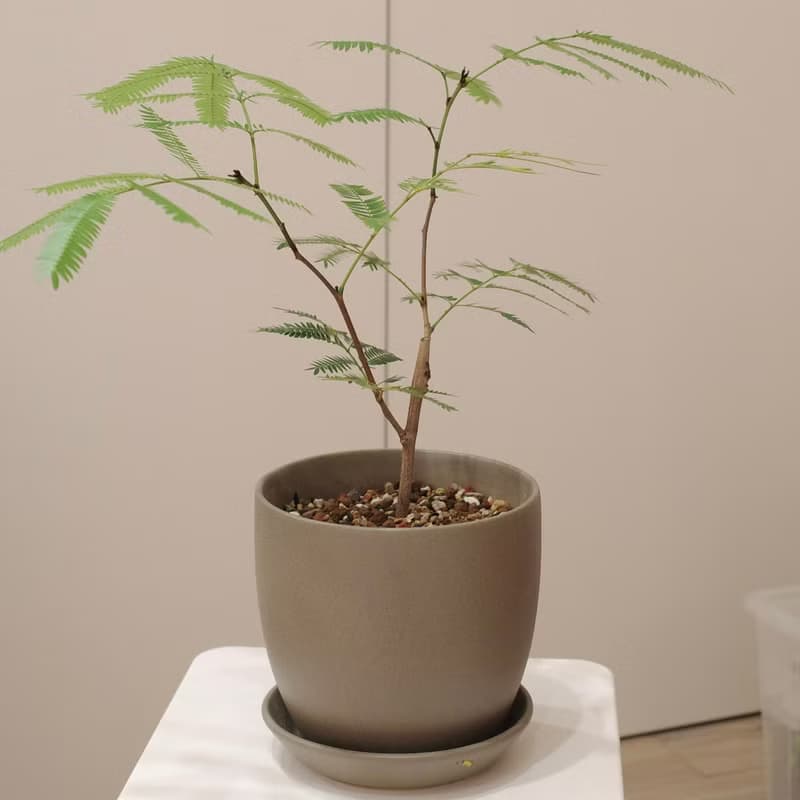 日本小豆樹