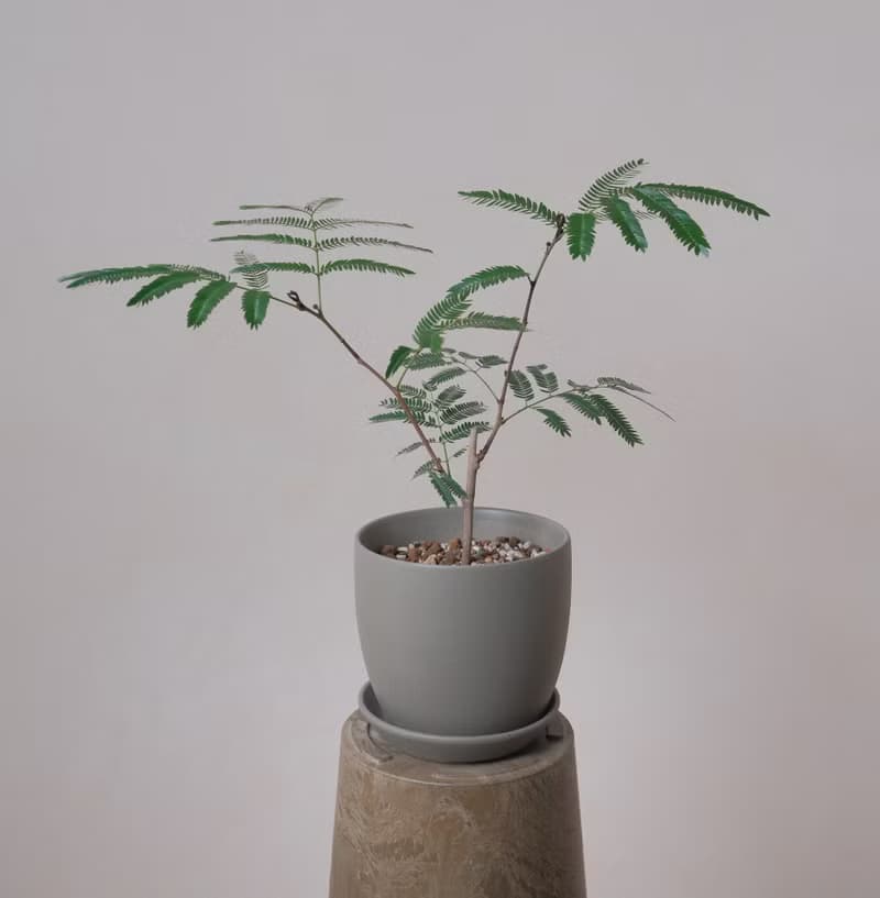 小豆樹-大盆