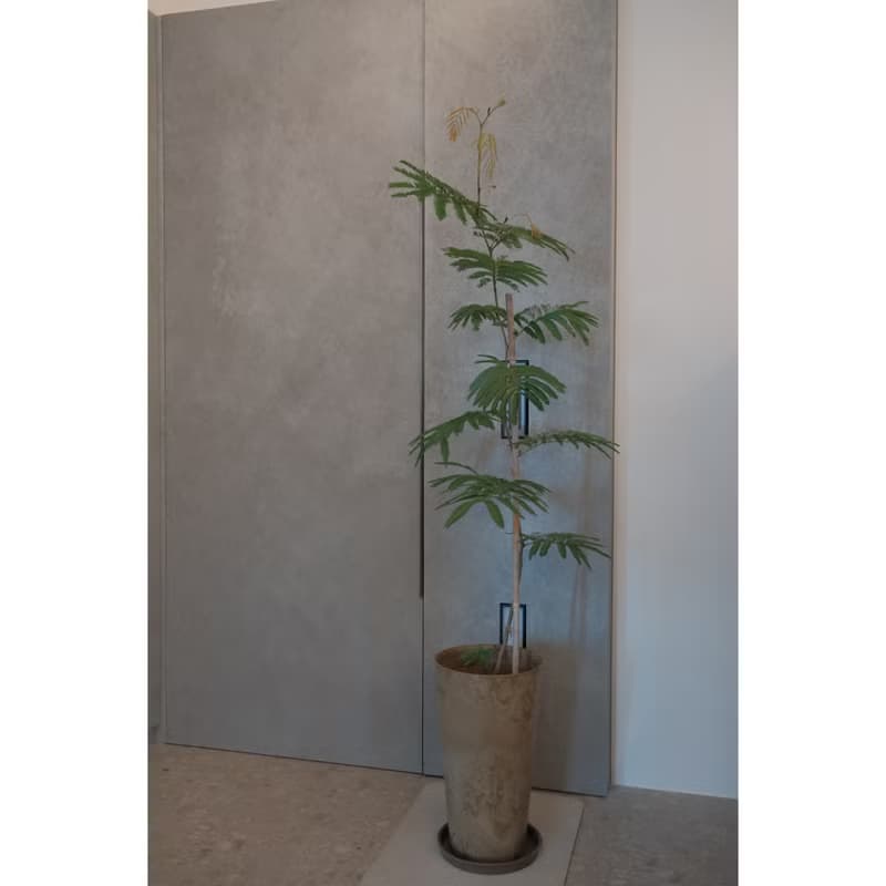 小豆樹-大盆