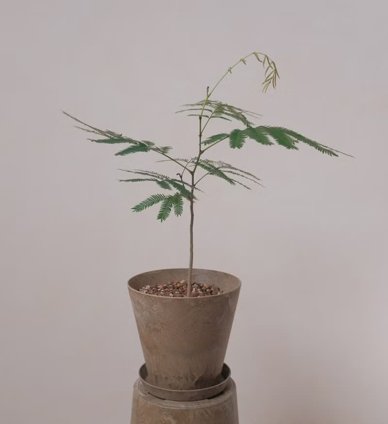 小豆樹-大盆