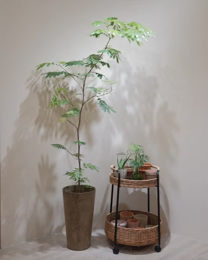 日本小豆樹