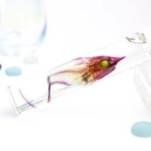 透明標本 腔吻鱈 魚類標本 台灣海洋生物