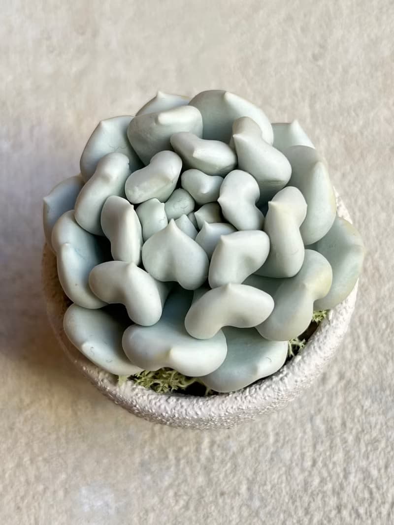 小盆栽A中的黏土多肉植物