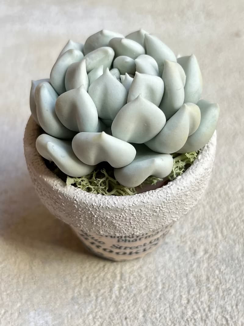 小盆栽A中的黏土多肉植物