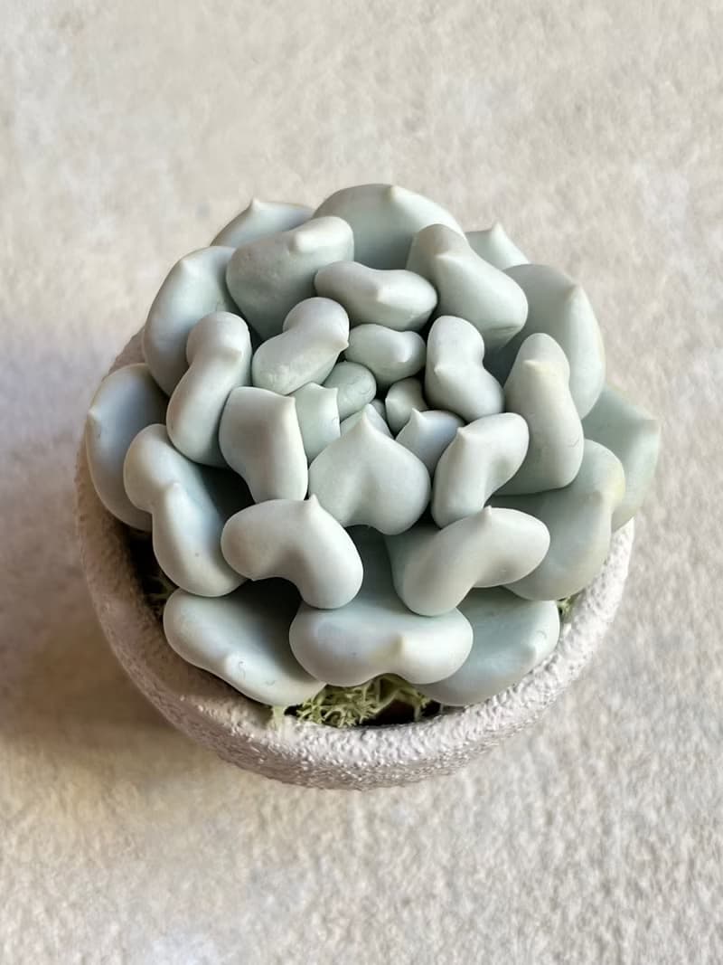 小盆栽A中的黏土多肉植物