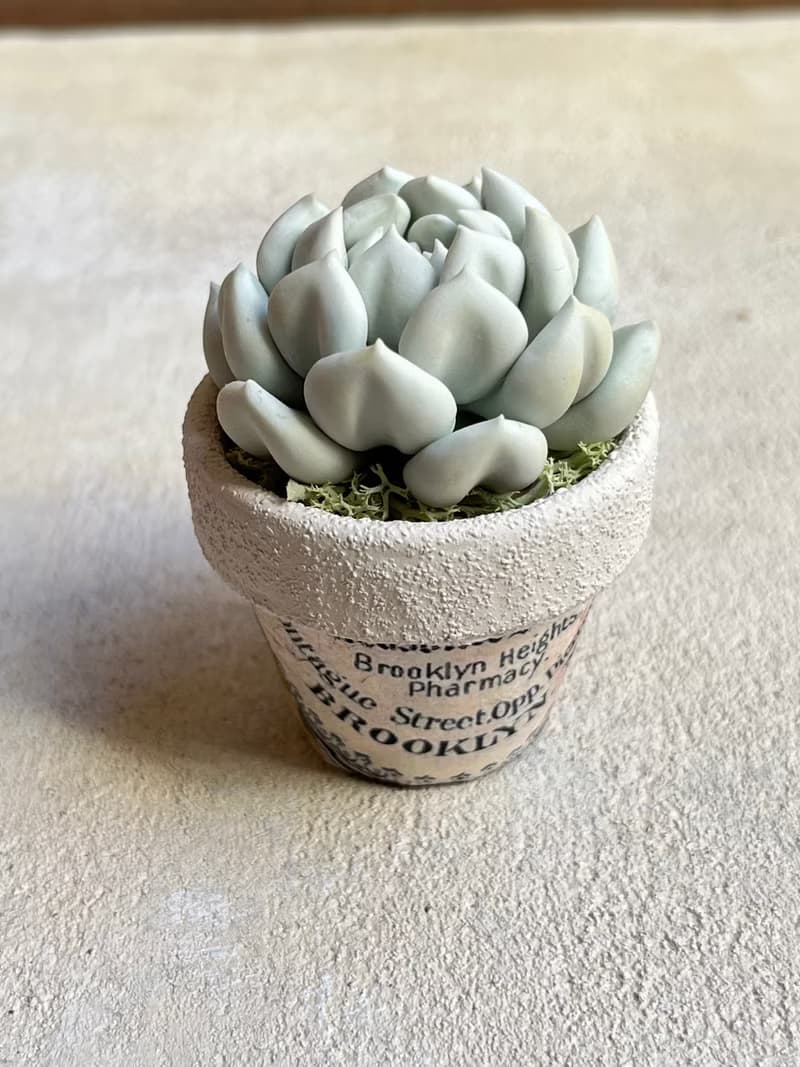 小盆栽A中的黏土多肉植物