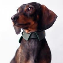 Spread shirt THIN Pet Collar with Name, Soft Leather Dog Cat Wedding collar