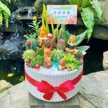【急單可】森林午茶 多肉植物仙人掌/室內植物/免費卡片/安全運送