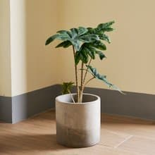 傑克林觀音蓮 | 觀葉植物 室內盆栽
