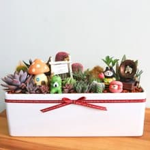 開幕派對 • 多肉仙人掌祝賀盆栽  / 開幕盆栽 升遷盆栽 新居落成