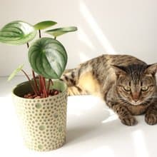 植栽 盆栽 l 大西瓜皮椒草  我是大西瓜  室內植物 辦公室盆栽