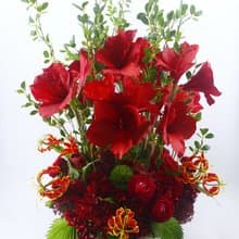 紅君子蘭富貴喜氣香氛花禮 免運專人配送限雙北市 其餘地區需補運