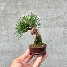 小品盆栽-迷你黑松01 盆景 送禮