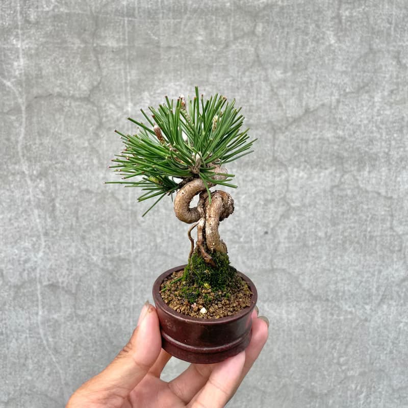 小品盆栽-迷你黑松01 盆景 送禮
