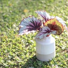 水培植栽 l  蝦蟆秋海棠_室內植物 辦公室盆栽  觀葉植物