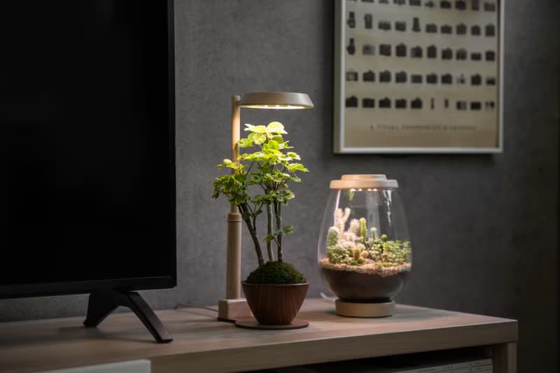 【全光譜 伸縮植物燈】不含植物 擬太陽光 圓檯植物燈伸縮款|蒔光