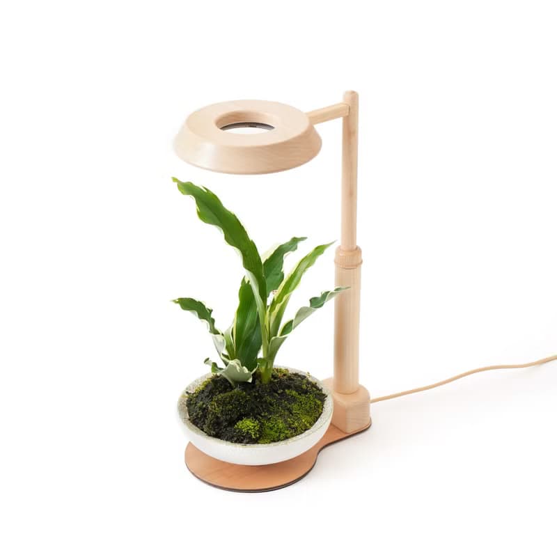 【全光譜 伸縮植物燈】不含植物 擬太陽光 圓檯植物燈伸縮款|蒔光