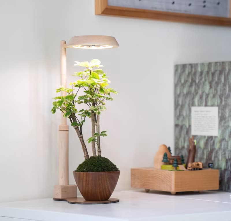 【全光譜 伸縮植物燈】不含植物 擬太陽光 圓檯植物燈伸縮款|蒔光