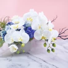 白蝴蝶蘭藍繡球香氛花禮 免運專人配送限雙北市 其餘地區需補運費