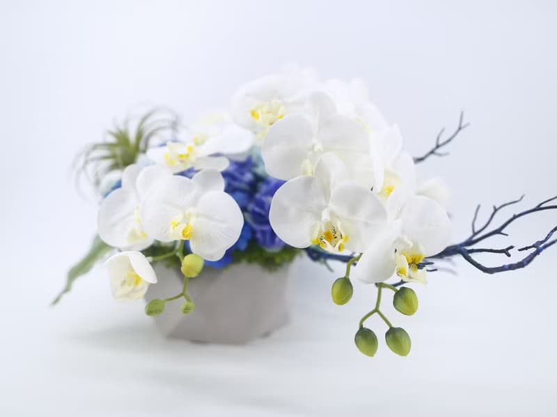 白蝴蝶蘭藍繡球香氛花禮 免運專人配送限雙北市 其餘地區需補運費