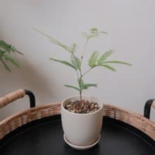 小豆樹