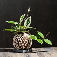 班葉毬蘭苔球 苔球植物 苔玉 室內植物 辦公室植物 交換禮物
