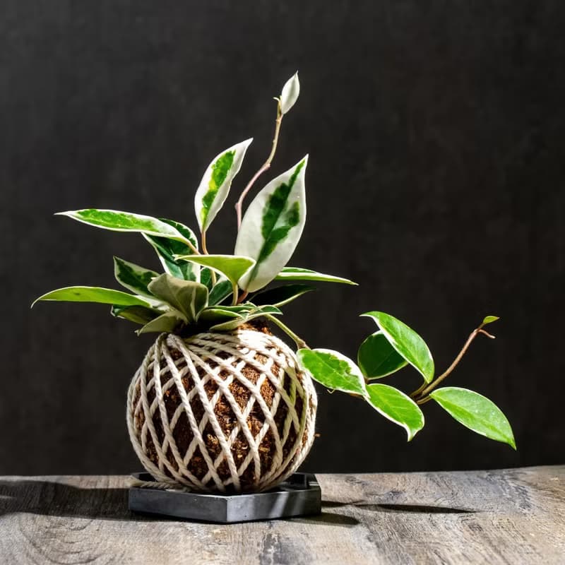 班葉毬蘭苔球 苔球植物 苔玉 室內植物 辦公室植物 交換禮物