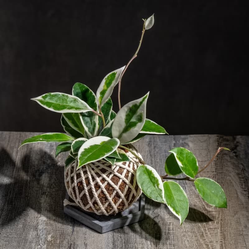 班葉毬蘭苔球 苔球植物 苔玉 室內植物 辦公室植物 交換禮物