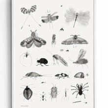 Karin Cyrén  - 瑞典藝術家設計海報 BUGS POSTER 昆蟲蛾