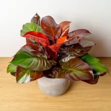 紅帝王水泥盆栽 落地盆栽 開幕盆栽推薦