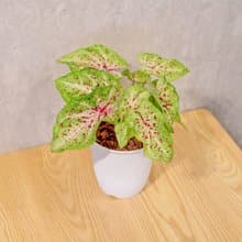 瑪菲特小姐彩葉芋 日式塑陶盆 室內植物 觀葉植物 禮物 辦公室小