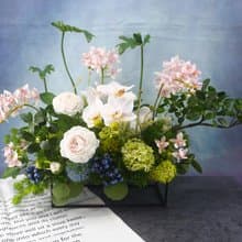 粉茶花蝴蝶蘭香氛花禮 免運專人配送限雙北市 其餘地區需補運費