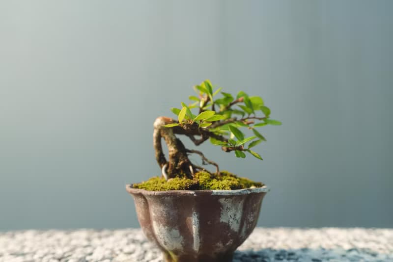 小露根牛港刺迷你盆栽 迷你盆景 植栽