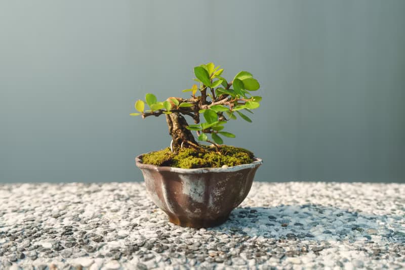 小露根牛港刺迷你盆栽 迷你盆景 植栽