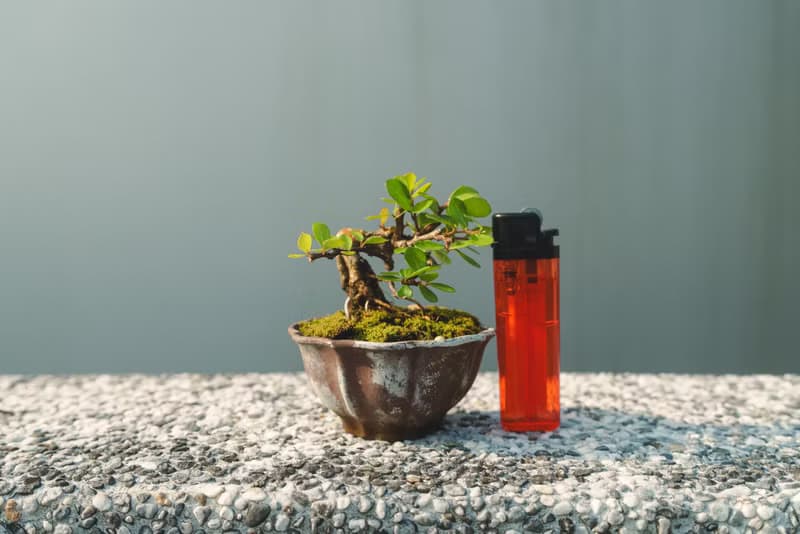 小露根牛港刺迷你盆栽 迷你盆景 植栽