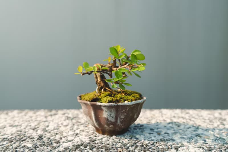 小露根牛港刺迷你盆栽 迷你盆景 植栽