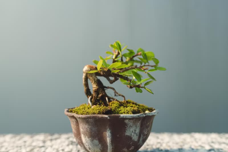 小露根牛港刺迷你盆栽 迷你盆景 植栽