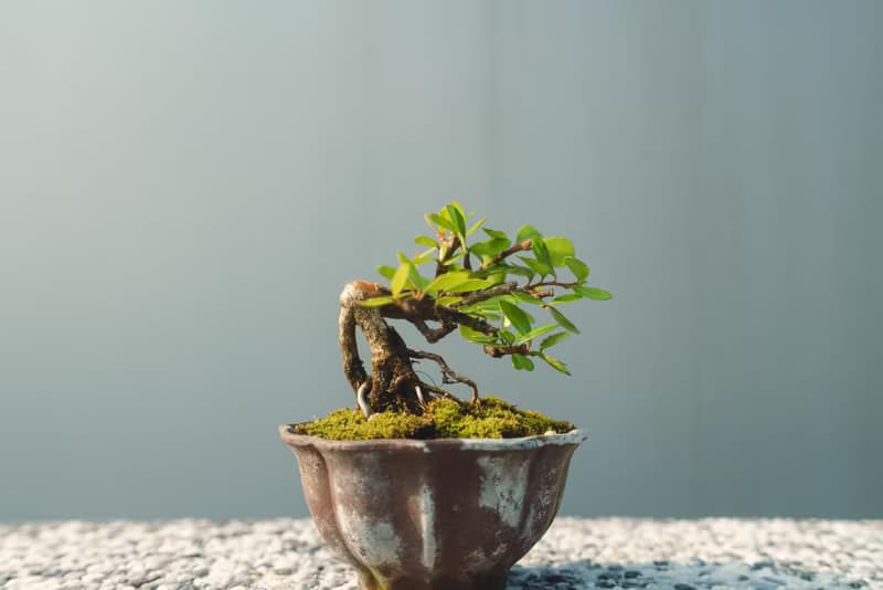 小露根牛港刺迷你盆栽 迷你盆景 植栽