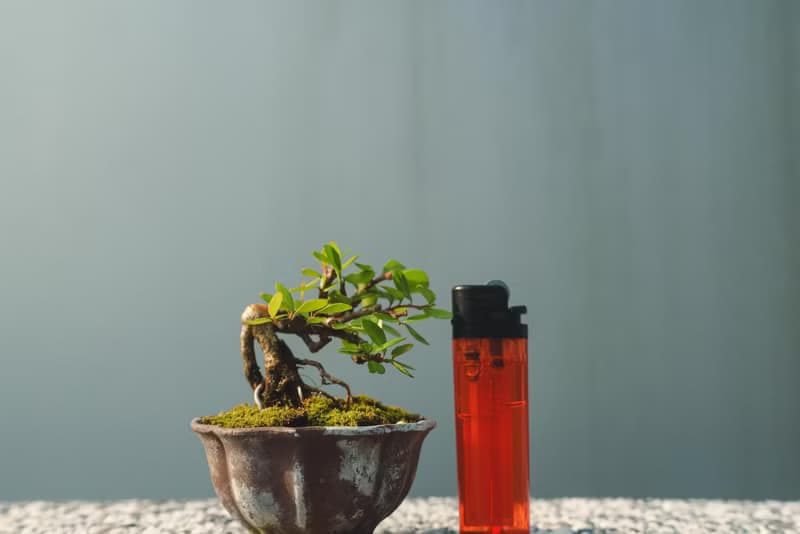 小露根牛港刺迷你盆栽 迷你盆景 植栽