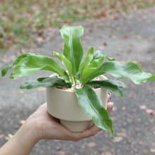 土培植栽│山蘇_室內植物 辦公室盆栽 店內布置 送禮